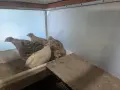 Пъдпъдъчи яйца за консумация или инкубация, снимка 13