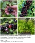 ПЛОДНИ ХРАСТИ В КОНТЕЙНЕРИ, снимка 9