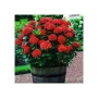 Хортензия Червен Барон, Hydrangea macr. Red Baron за сянка !!!, снимка 2