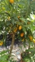  Кумкуат Arancio Citus Sinensis, снимка 3
