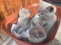 Продавам късокосместа британка, снимка 3