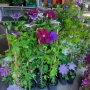 Кралски Клематис  (Clematis ) Микс (Едри цветове) – Готови за засаждане!Пазарджик с доставка до дома, снимка 2