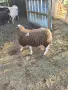 Мъжки Агнета фризиец и кръстоски!, снимка 3