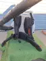 Stihl BR600 духалка, снимка 5