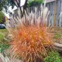 Мискантус Пурпурасценс, Miscanthus sinensis 'Purpurascens' студоустойчива, декоративна трева!!!, снимка 2