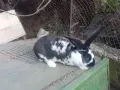 Гъски патици зайци , снимка 6