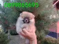 Мъжки и женски Померани., снимка 4