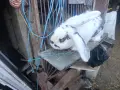 Гъски патици зайци , снимка 3