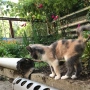 Малко коте, котенце, снимка 5