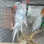 Различни видове птици , снимка 7