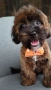 Shih poo /Mini poodle, снимка 4