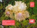 Ириси за продажба обява 2, снимка 12