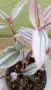Традесканция  Tradescantia Nanouk /  Хлорофитум Chlorophytum comosum , снимка 4