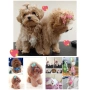 Истински Teacup Maltipoo F1 до 1,5 кг – рядко момченце от бутикова селекция, снимка 3