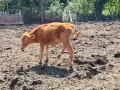 Продавам крави, юници и телета, снимка 15