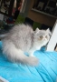 Персийски котенца , снимка 8
