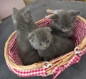 Шотландски и британски котета, снимка 10