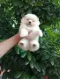 Бели момчета. Померани. , снимка 5