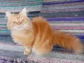 Котката ТЪРСИ Риж, дългокосмест котарак за партньор 🐾 , снимка 2