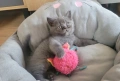 късокосмести британчета, снимка 1