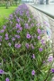 Руелия, Мексиканска петуния, Ruellia Purple Mexican Petunia!!!, снимка 1
