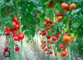 Продавам фейсбук страница с 3366 последователя за набиране на работници за работа в холандия , снимка 3