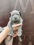 Американско Були Хл American bully Xl ABKC , снимка 18