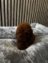 Мини пудели / Mini Poodles, снимка 3