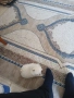 Mini Pomeran, снимка 3
