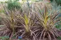 Кордилине неоново зелено/CORDYLINE ELECTRIC FLASH, снимка 5