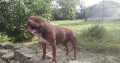Американски питбул териер ,,Ред ноус''(American pitbull terrier Red nose), снимка 6