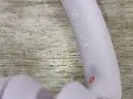 Безжични слушалки Sony, снимка 11
