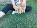 Малтипу/Maltipoo, снимка 11