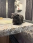 Шотландски клепоухи и британски остроухи котета, снимка 7