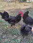 Петли Петел Черен Легхорн Leghorn, снимка 6