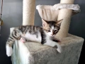 Подарявам мъжки котета!, снимка 4