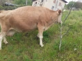 Продавам крава за доене, снимка 2