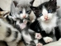 Подарявам малки котенца на  1 месец, снимка 3