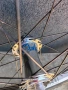 Ns bikes капли 24 цола за street dirt, снимка 6