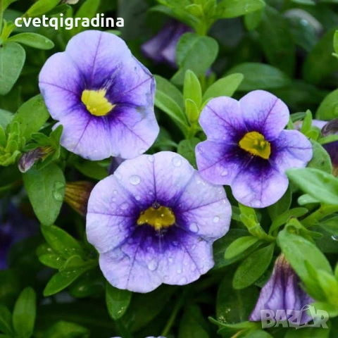 Calibrachoa ‘Early Blue’ (Калибрахоe Early Blue – синя)