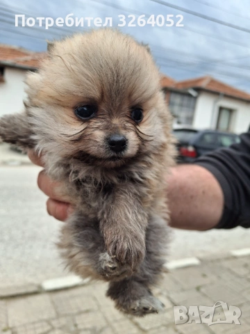 Померан, снимка 2 - Померан - 54356883