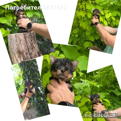 йоркширски териер , снимка 2 - Йоркширски териер - 54734145