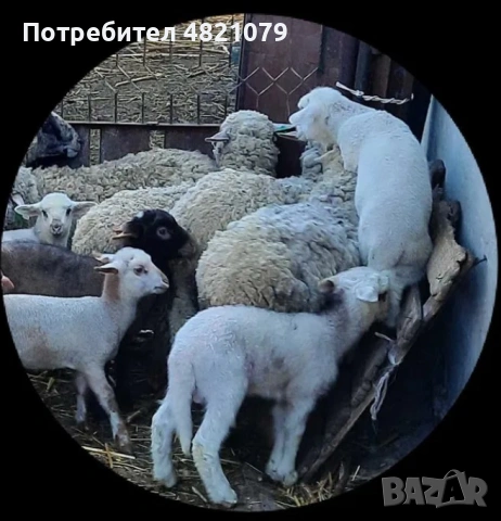 Продавам агнета и овце