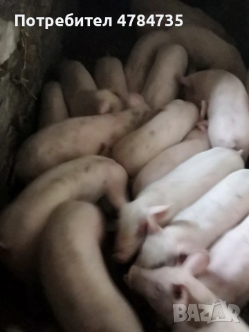 Свободни прасета  от 20 до 24кг
