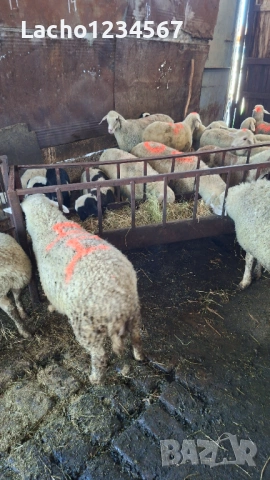 Продавам агнета