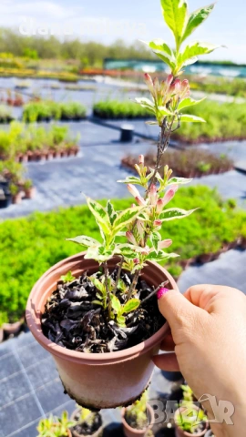 Вейгела флорида Вариегата, Weigela florida Variegata , снимка 9 - Градински цветя и растения - 38141135
