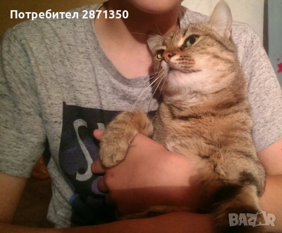 Разхождане на кучета, хранене на котки