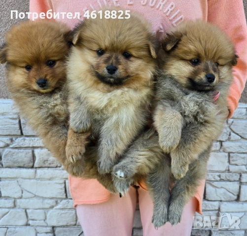 Померански шпицове 