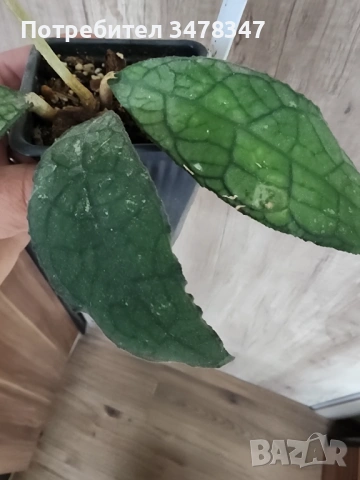 Хоя Clemensiorum, снимка 2 - Стайни растения - 54233230