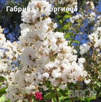 Индийски люляк , снимка 3 - Градински цветя и растения - 54622470